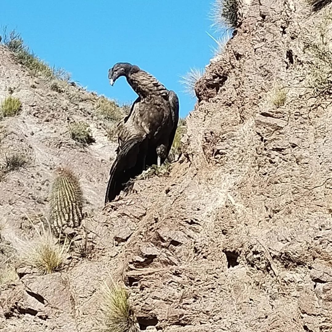 El cóndor rescatado en San Rafael no podrá volver a volar: qué será de su vida. Foto: Gentileza Fundación Cullunche