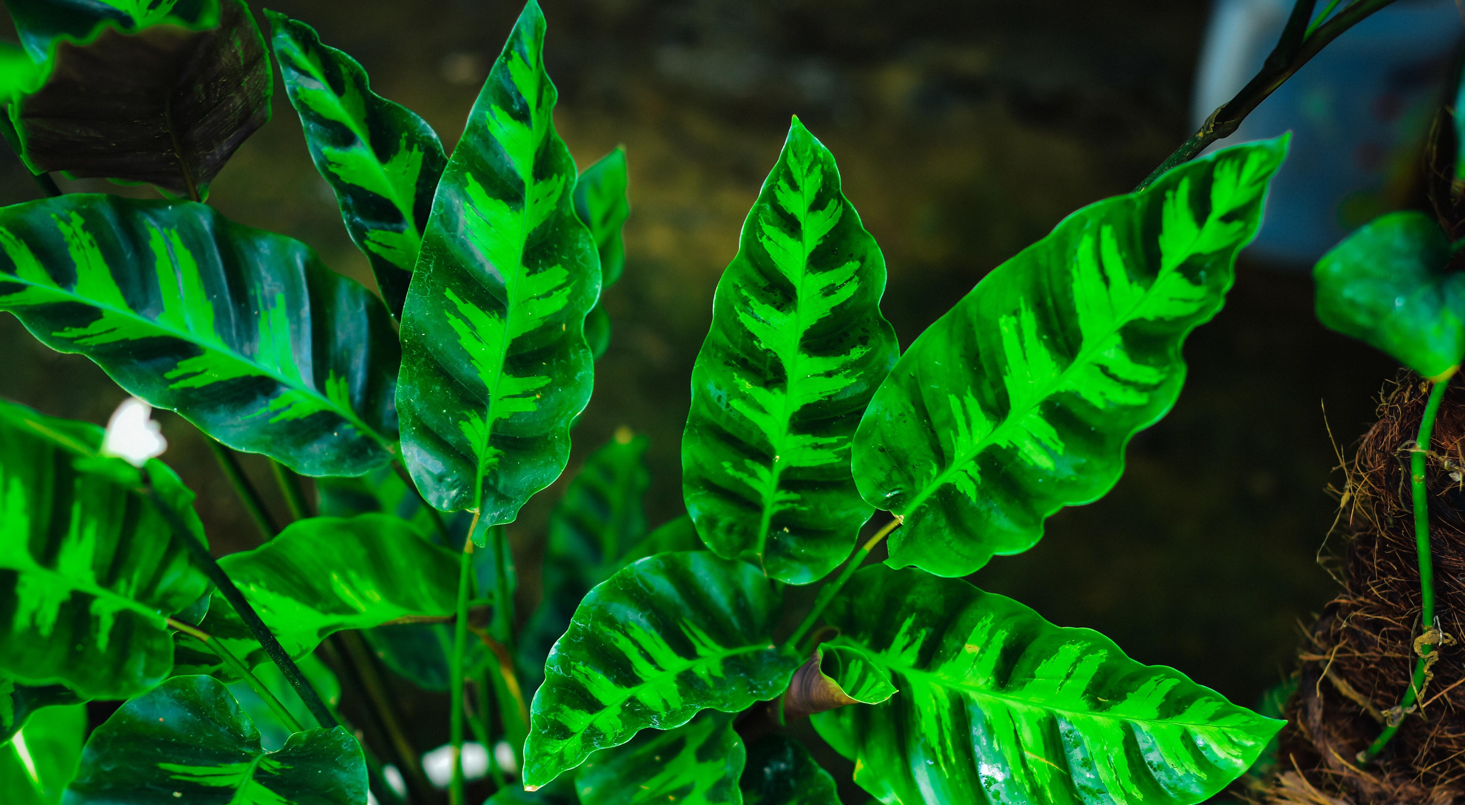 La Calathea tiene la peculiar característica de que sus hojas se pliegan por la noche y vuelven a desplegarse por la mañana. Hay que pulverizar frecuentemente el sustrato, sobre todo si hace mucho calor.

