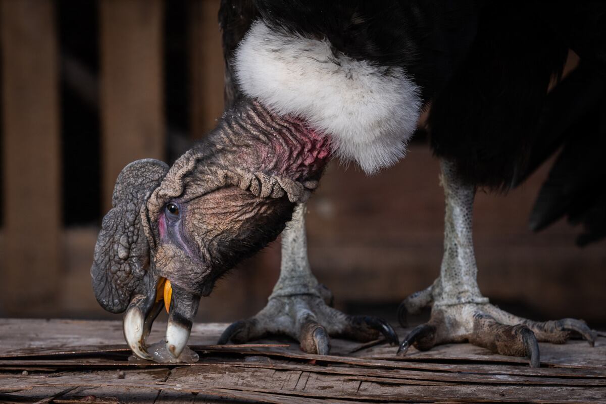 El renacer del cóndor Chewel, rescatado herido en Neuquén y la segunda vida de otros animales. Foto: Ignacio Blanco / Los Andes.