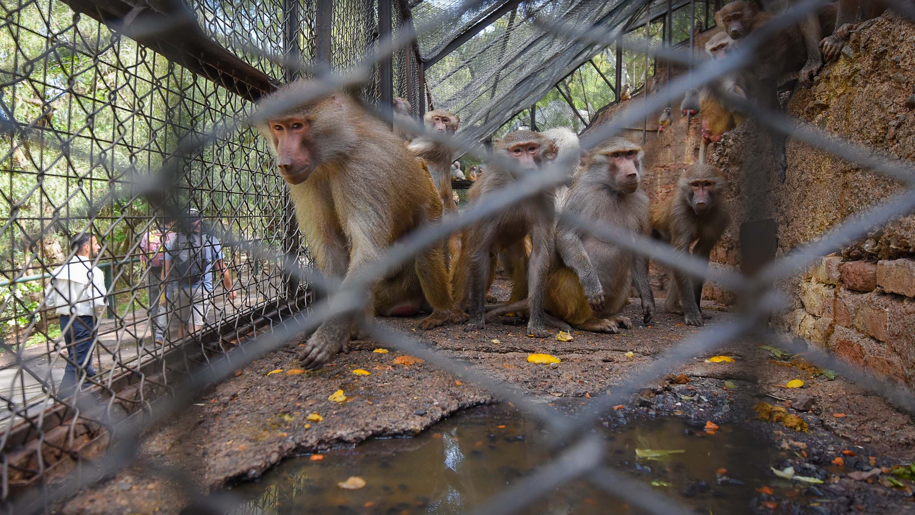 Ecoparque de Mendoza 
Jaula de los monos Papiones los cuales estan atravesando una superpoblación.
Mientras se esperan las obras en el actual Ecoparque algunos animales continuan en el ex zoo de Mendoza  Foto: Claudio Gutiérrez 
