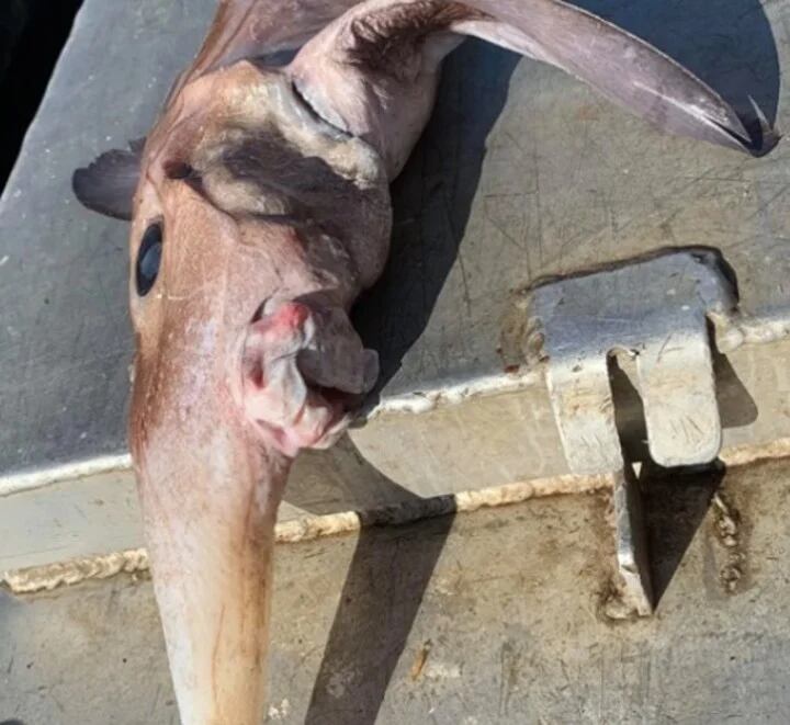 El extraño ejemplar marino ya estaba muerto cuando venía atrapado en la red junto al cardumen de rodaballos.