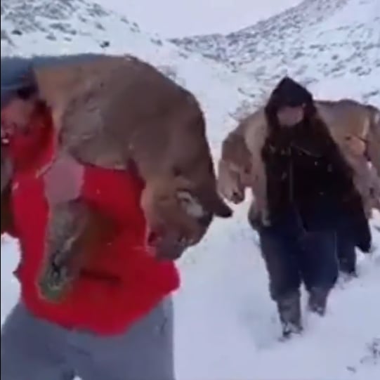 Como en la Patagonia, en Mendoza también preocupa la creciente caza de pumas. Foto: SOS Acción Salvaje.