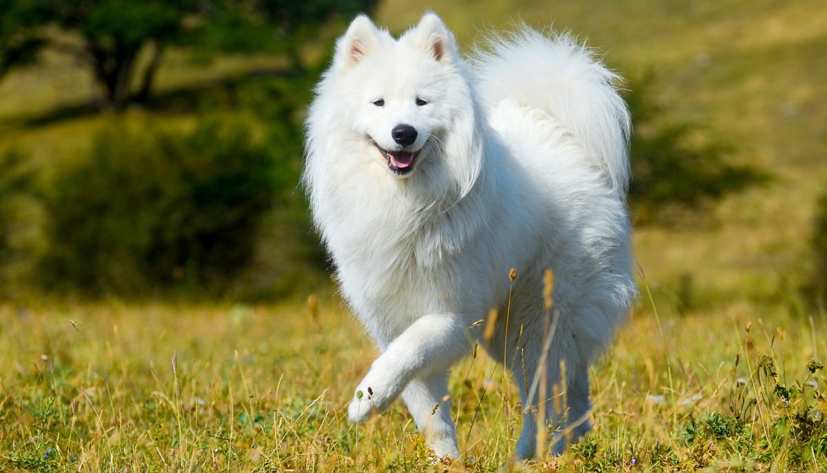 Imágenes del Samoyedo