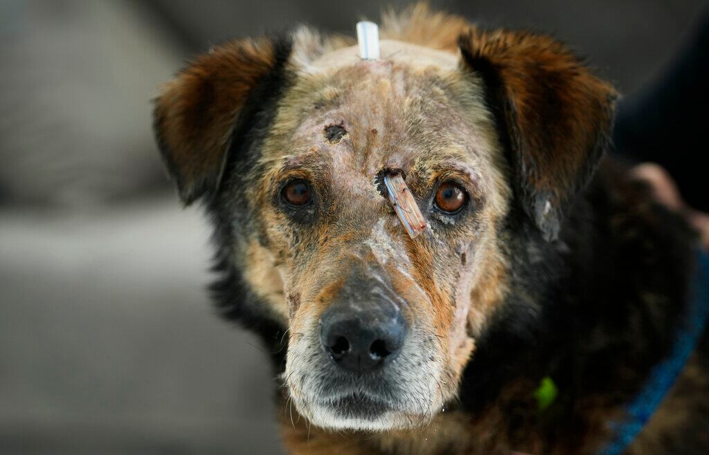 El perro herido de un refugiado ucraniano recibe tratamiento en el centro de la fundación ADA en Przemysl, sureste de Polonia, el lunes 28 de marzo de 2022. Más de 5 millones de refugiados han huido de Ucrania desde que inició la guerra de Rusia, informó la ONU el 20 de abril de 2022. (AP Foto/Sergei Grits, File)