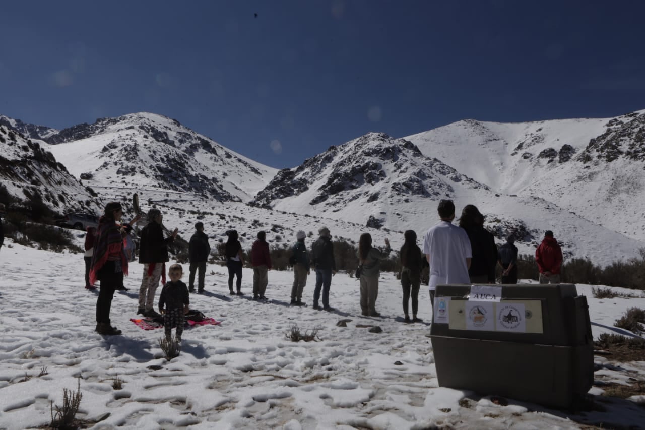 El ave fue rescatada hace unas semanas en Puente del Inca, y liberada tras ser rehabilitada.