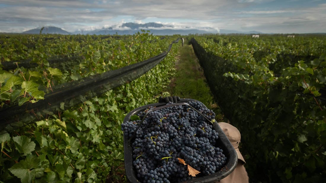 Cosecha varietal Pinot Noir en Finca del Inca, Agrelo , Luján de Cuyo
Cosechador Daniel Gutierrez

Foto: Ignacio Blanco / Los Andes