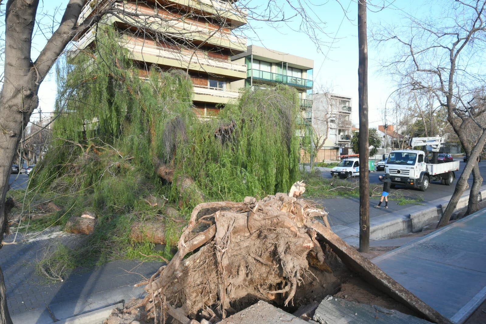 Árbol caído en Boulogne Sur Mer a la altura del Mendoza Tenis Club. / Foto: Marcelo Rolland