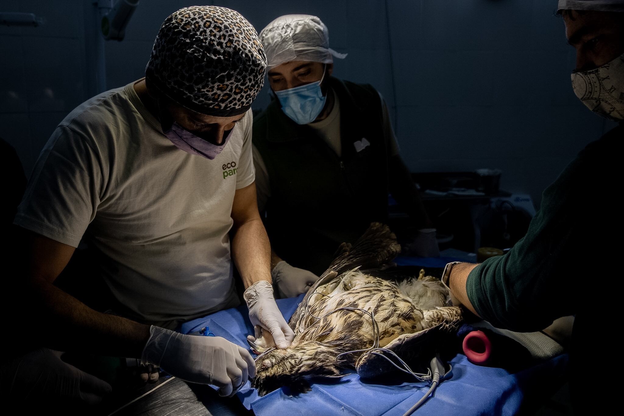 Fotos y video: así fue la emotiva liberación del águila rescatada al borde de la muerte hace un año. Foto: Gentileza Dirección de Recursos Naturales Renovables de Mendoza.