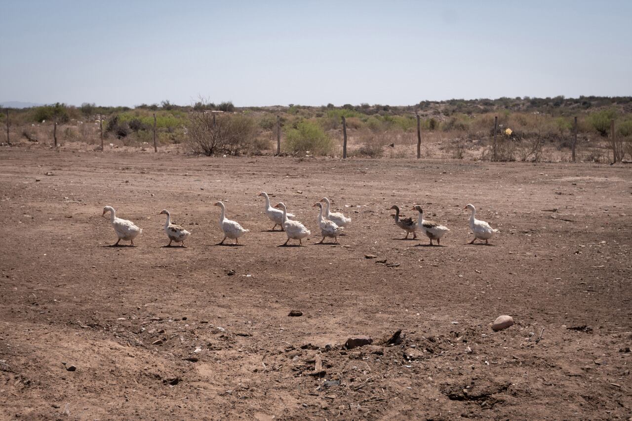 Aves y animales de corral tiene Mirta en su puesto de El Borbollón.
Foto: Ignacio Blanco / Los Andes