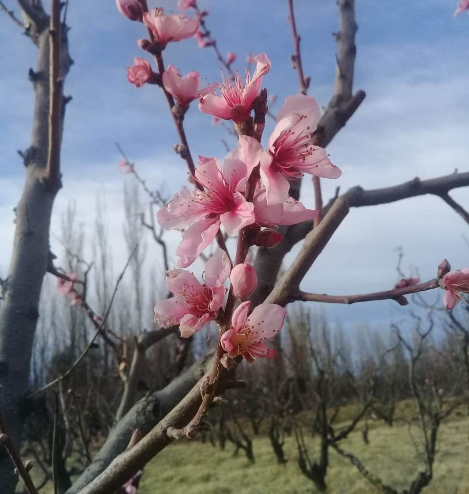 Floración temprana en General Alvear.