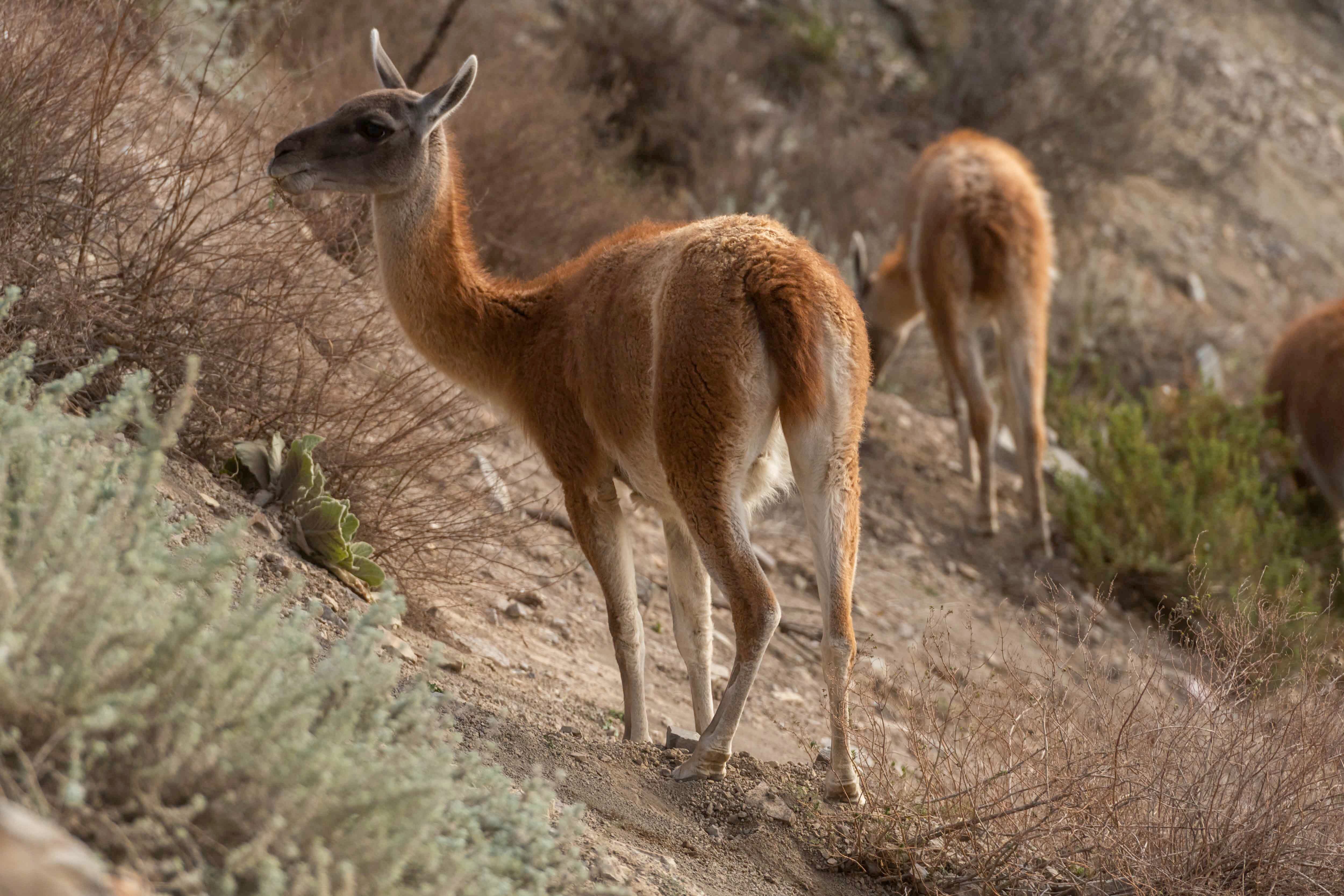 La población de los guanacos creció un 35 % en los últimos 15 años gracias a los cuidados ambientales de la Reserva. 
 
