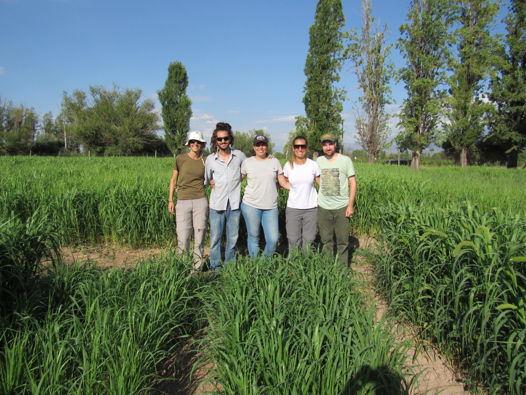 Equipo de trabajo en el campo experimental. A la derecha se ve una parcela sembrada en noviembre (panojamiento) y en el centro parcelas sembradas en diciembre. Gentileza: FCA