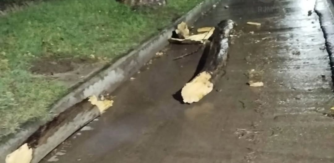 La inmensa rama de árbol que cayó sobre los jóvenes que circulaban en moto. Foto: Gentileza Radio Jesús María.