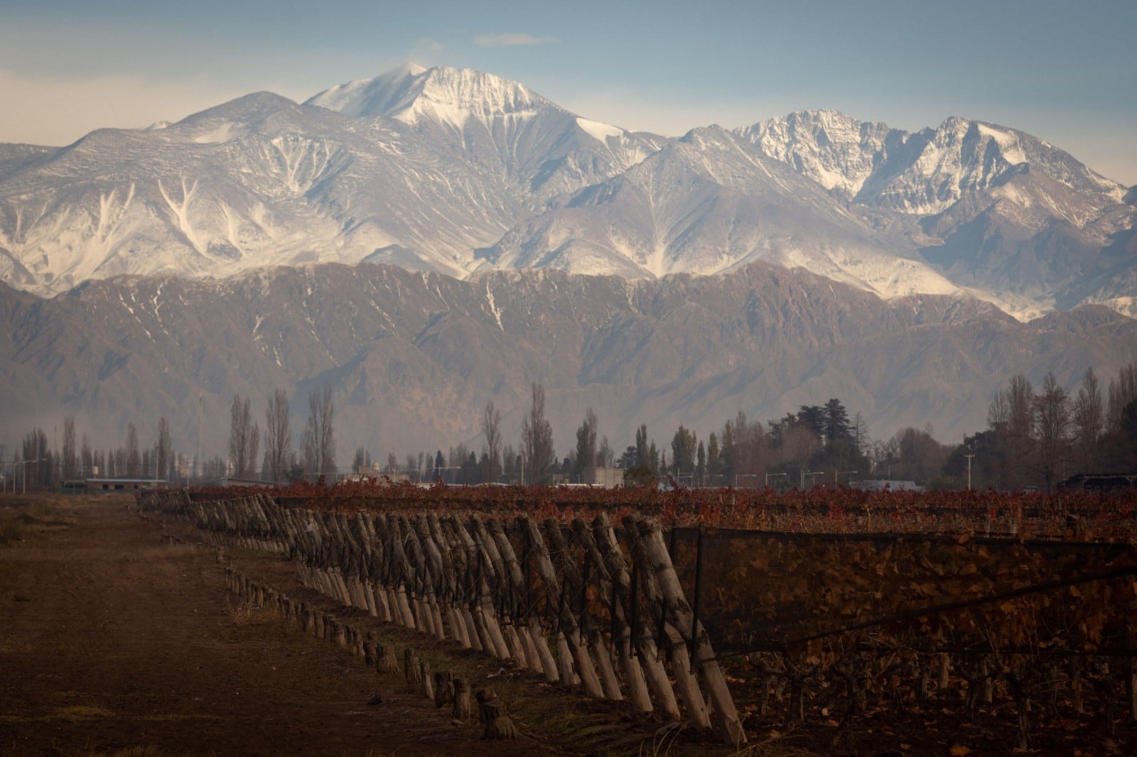 Nuestras viñas y la montaña Foto: Ignacio Blanco