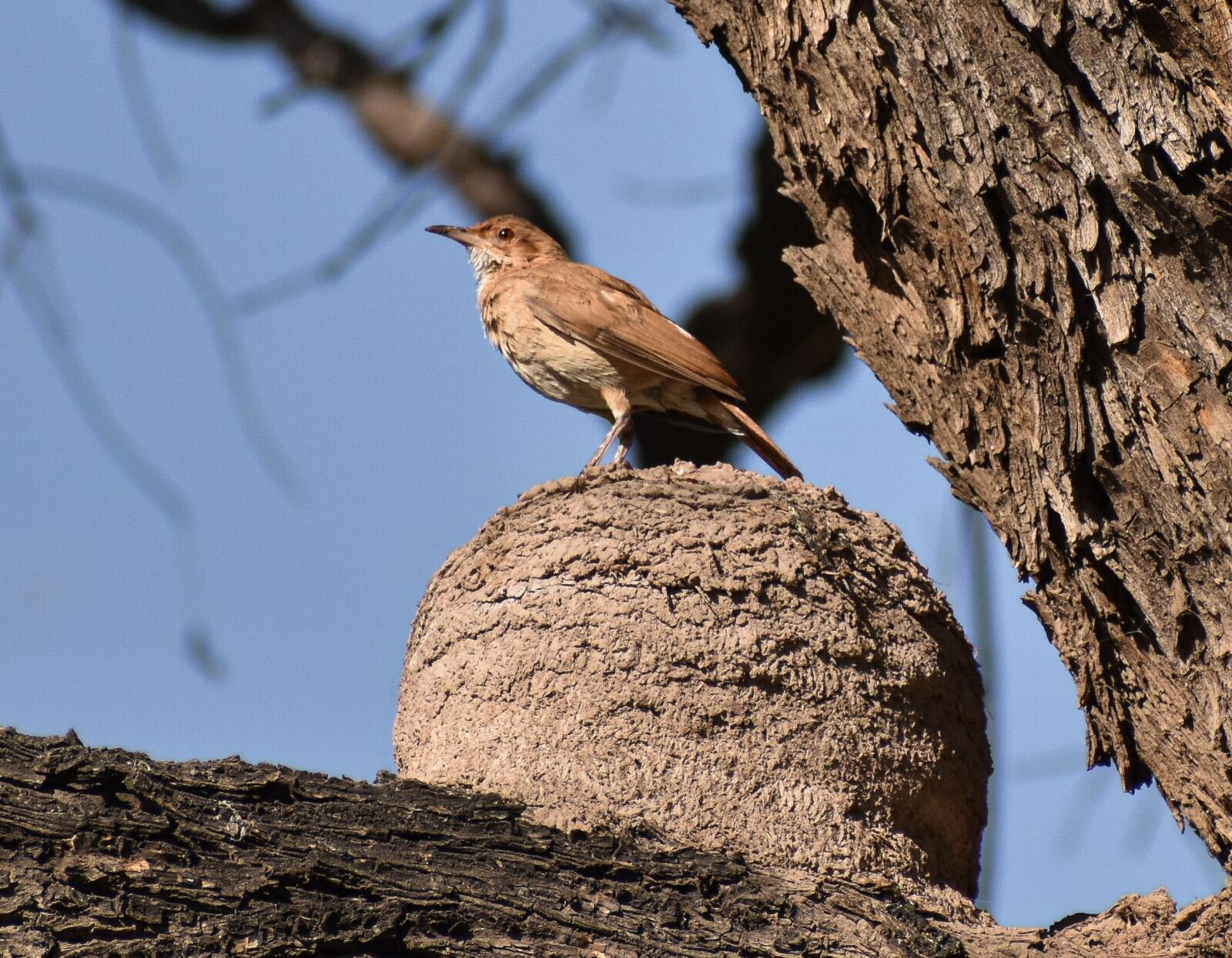 Así trabaja la Ciudad por la conservación de la biodiversidad urbana. Foto: Mendoza Ciudad.