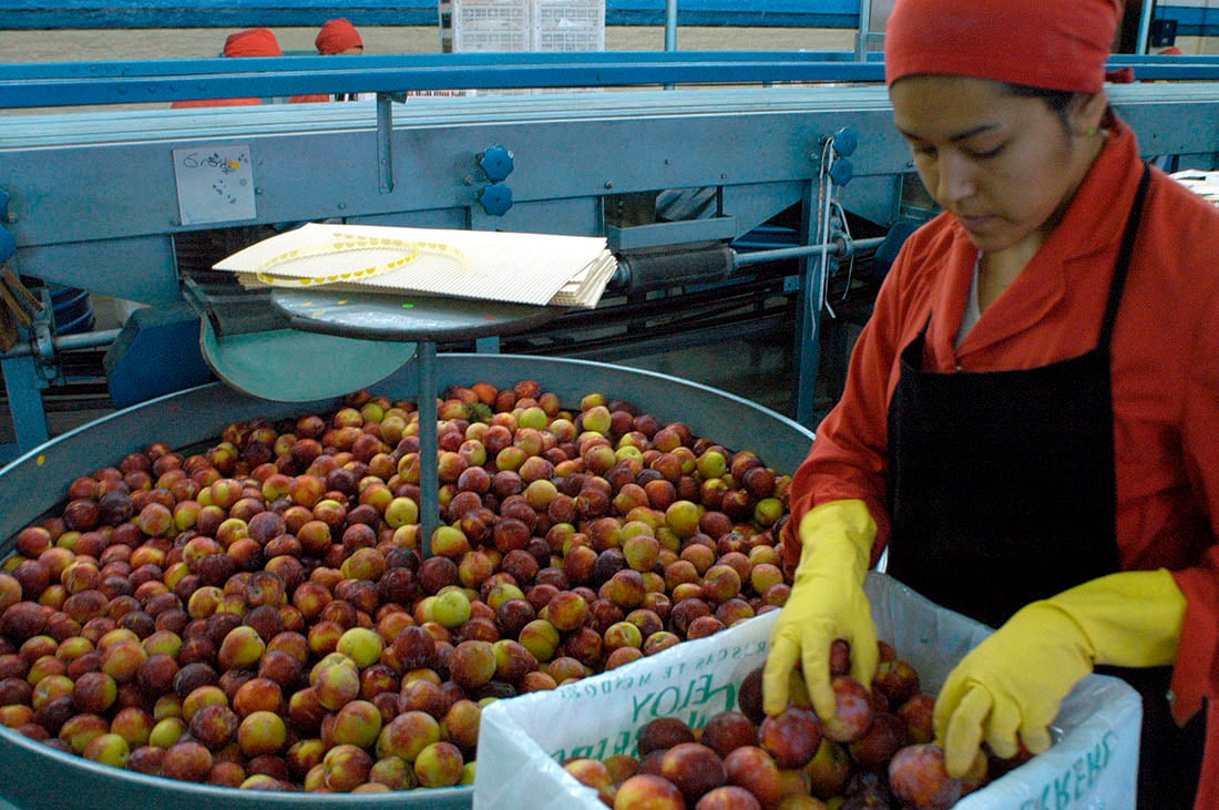 14/12/06 SAN MARTIN MZA, DUIRAZNOS PELONES  Y CIRUELA DE EXPORTACION DEL ESTABLECIMIENTO ELOY GUERRERO DE SAN MARTIN, EN LA FOTO :  CIRUELAS

FOTO PATRICIO CANEO