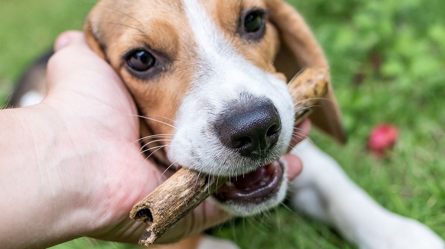 Estos son los perros que mejor coinciden para vivir en un departamento. (web)