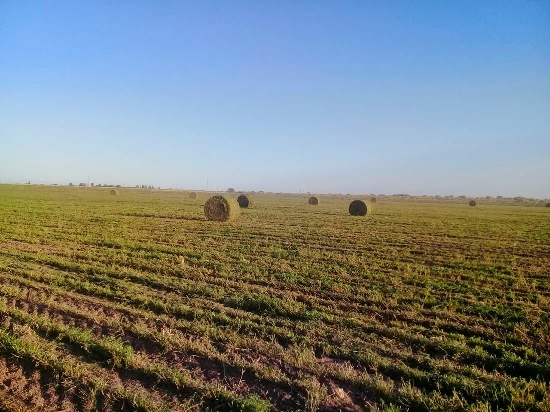 Alfalfa, una de las forrajeras que trabajan en el campo ubicado en Santa Rosa.