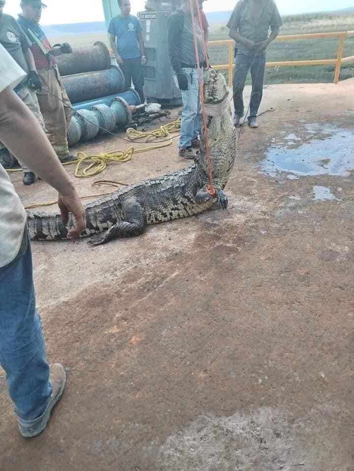 El enorme reptil de 3 metros de largo y 200 kilogramos. Gentileza: Marca.