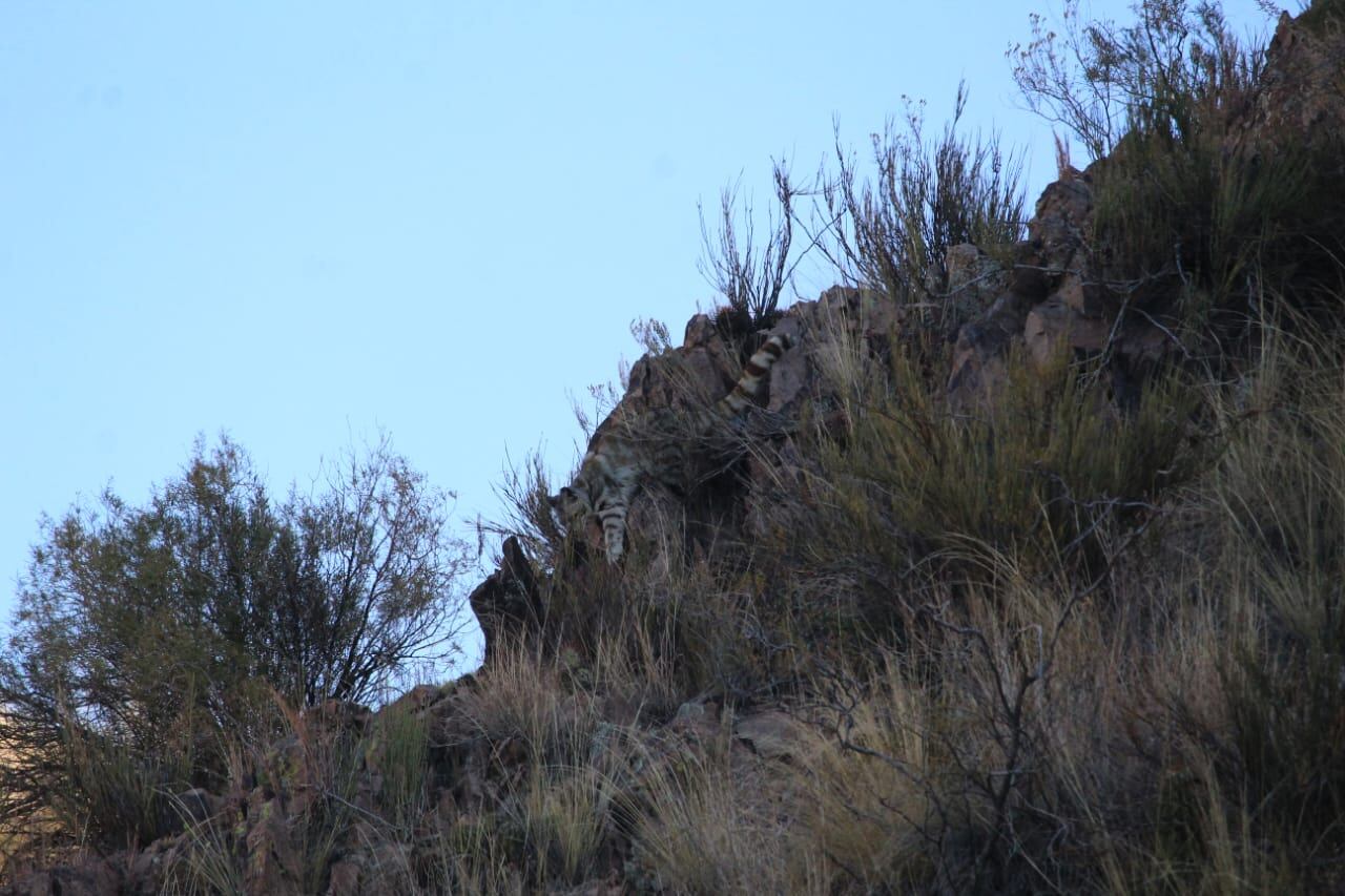 Reapareció “el Fantasma de los Andes”: las impactantes fotos que un guía tomó de un gato andino. Foto: Gonzalo Espina.