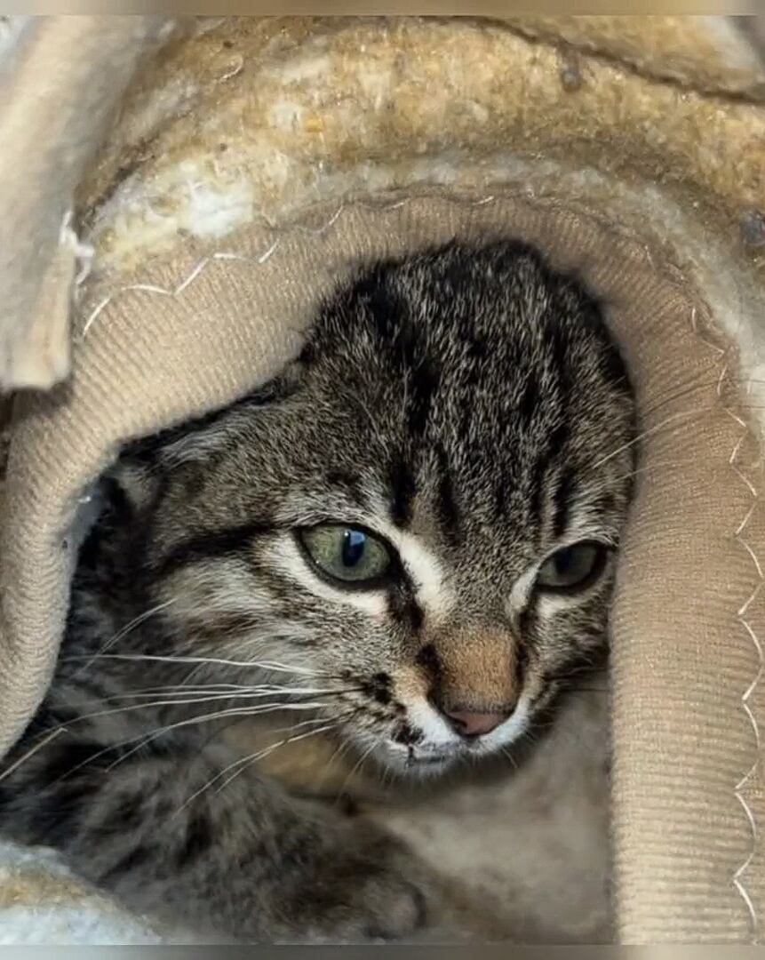 Dependiendo que gato veas, es el propósito que perseguís en la vida.