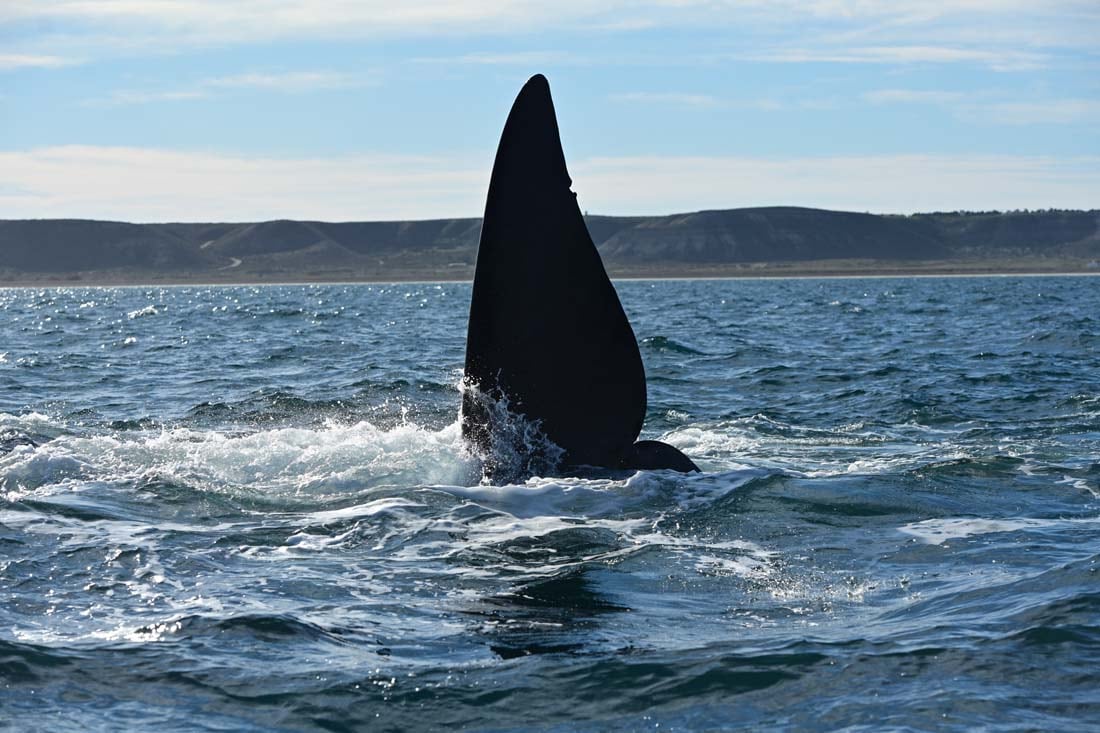 Avistaje de ballenas en Puerto Piramides, Chubut. (Telam)