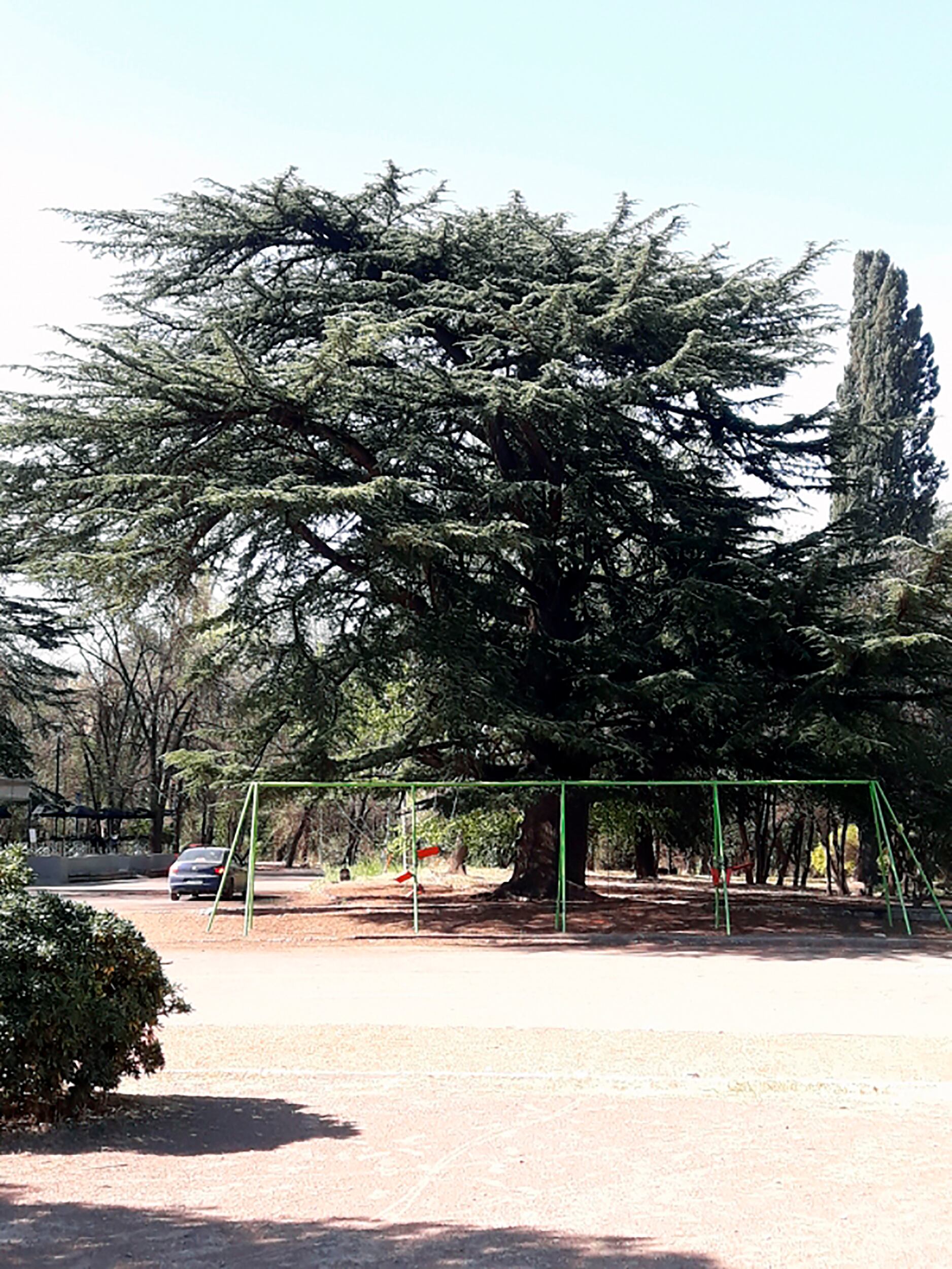 Único ejemplar de Cedro del Líbano de toda la provincia. ¿Será considerada su importancia en las acciones de remodelación del predio de la calesita? Fuente: monumentaltrees.com 

