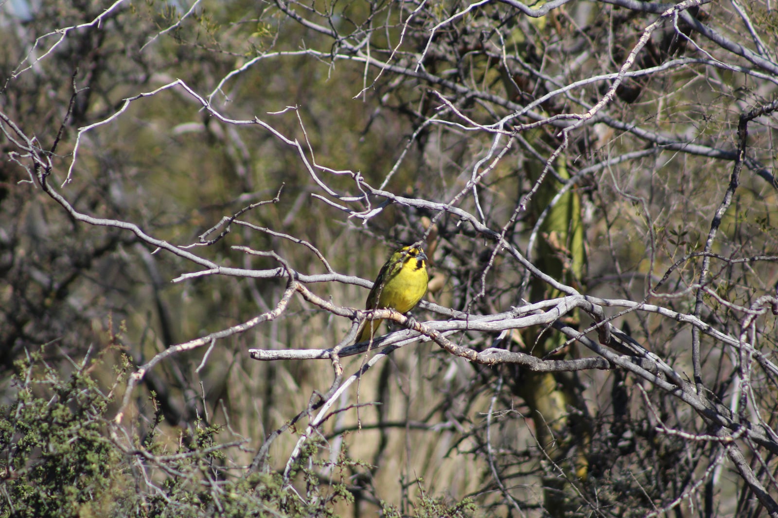 Rescataron, rehabilitaron y liberaron en su hábitat a 20 cardenales amarillos: preocupa el tráfico ilegal. Foto: Gentileza Guardaparque Martín García, Departamento de Fauna Silvestre.