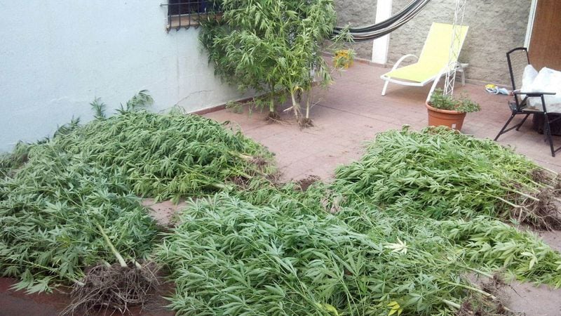 Plantas de marihuana decomisadas en Luján.