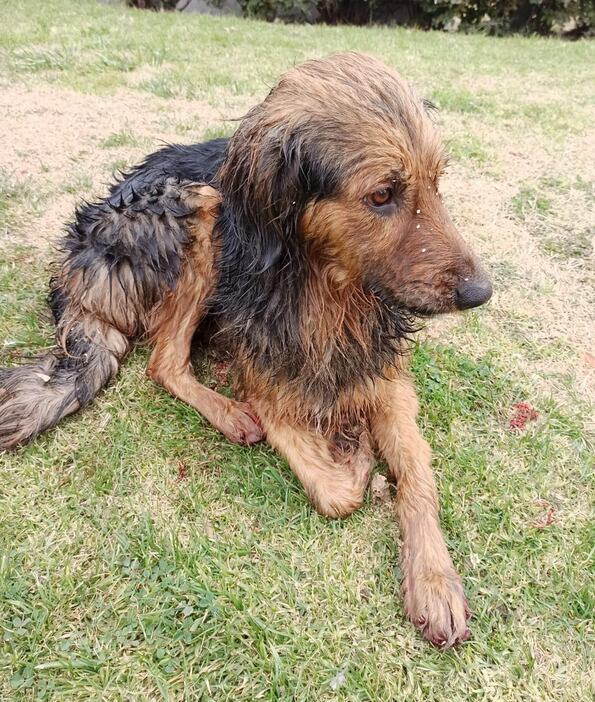 Un perro fue sacado del interior de un cauce de auga, cerca de la terminal departamental. Tenía sus patas lastimadas.