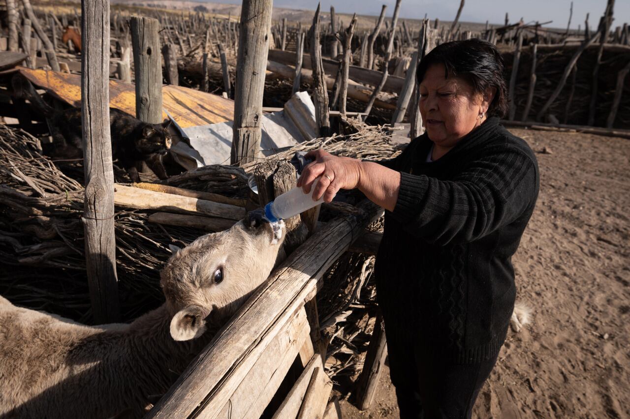 
En el lejano Puesto la Lagunita en el departamento de San Carlos, la puestera Silvia Salina da leche a un ternero guacho. Foto: Ignacio Blanco / Los Andes