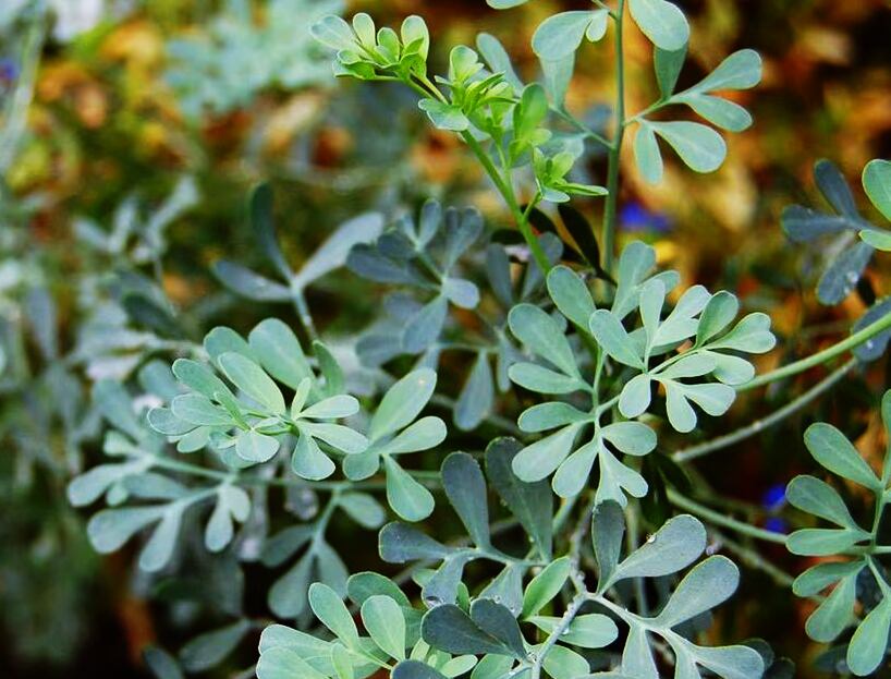 Ruda. Muchos preparan té o infusiones con este arbusto.