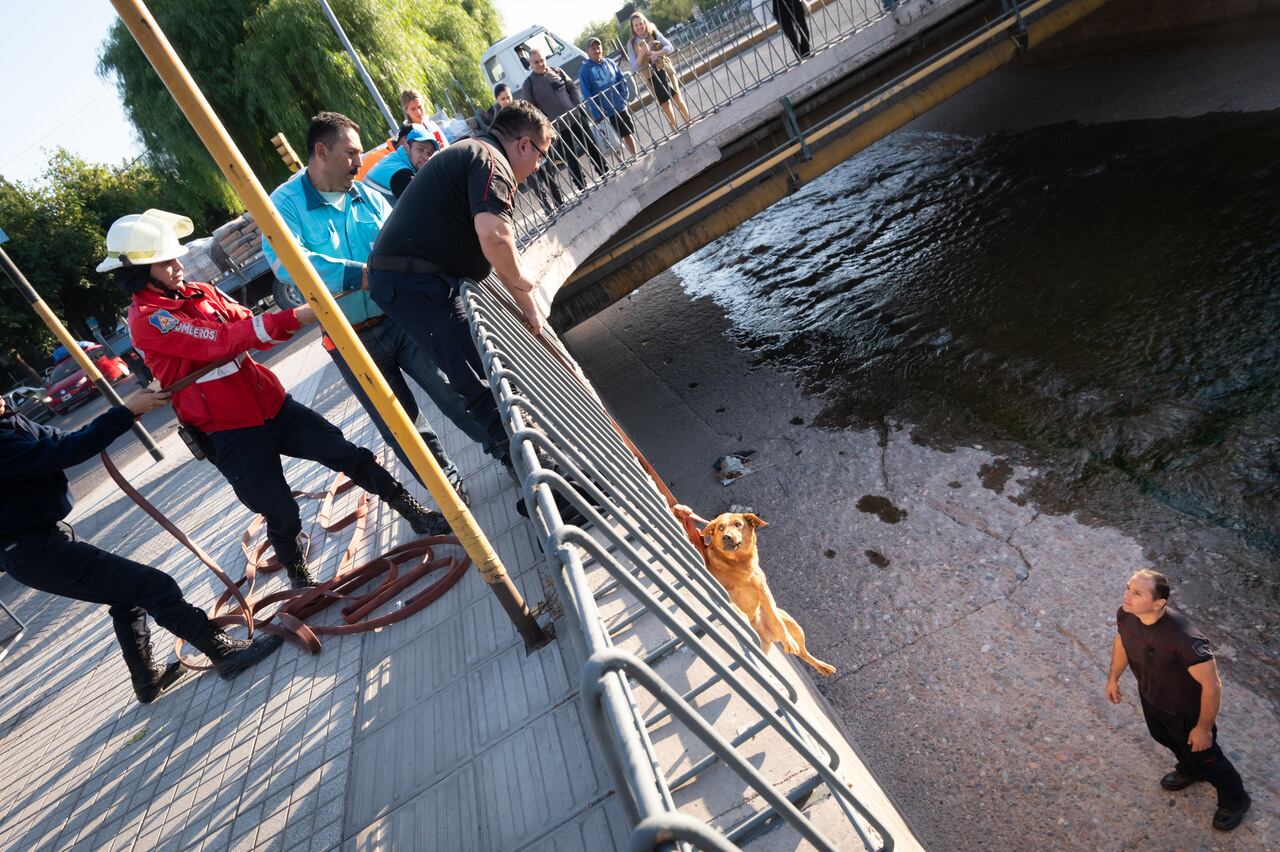 El cuerpo de bomberos de la policía de Mendoza en acción rescatan a un can, que cayó al Canal Cacique Guaymallén. Foto: Ignacio Blanco / Los Andes 