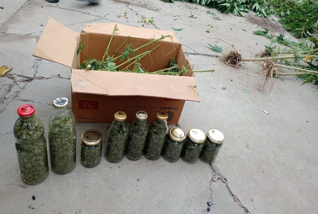 El vivero de marihuana se le salió de control y vecinos de Las Heras lo denunciaron. | Foto: Ministerio de Seguridad y Justicia