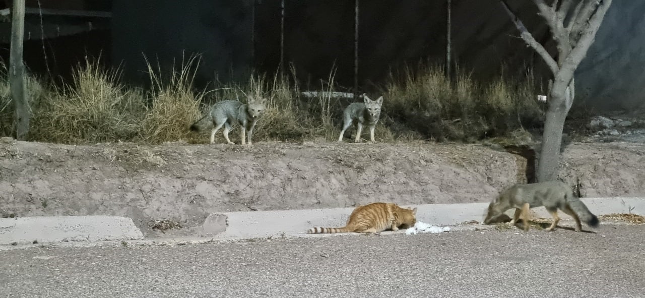 Zorros conviviendo con mascotas y consumiendo el mismo alimento en un barrio de Luján de Cuyo. Foto: Gentileza equipo de investigación.