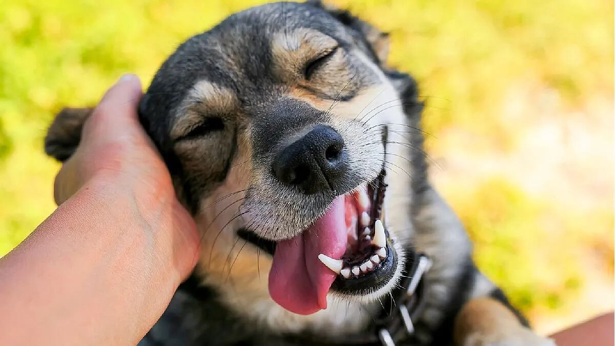 Descansa en paz: crece la tendencia de cremar a las mascotas fallecidas y algunos veterinarios lo recomiendan. Foto: Imagen ilustrativa