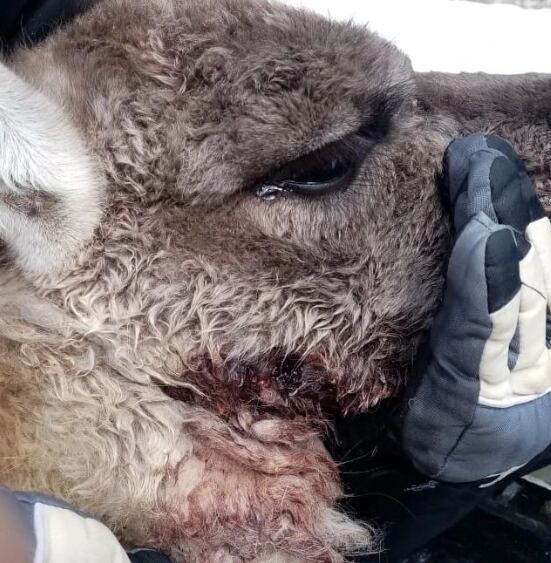 Un guanaco fue atacado por un grupo de perros en el Cordón del Plata, lo curaron y regresó a su hábitat. Foto: Gentileza Fundación Cullunche