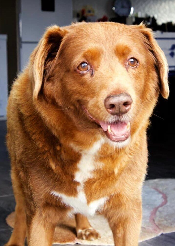 Bobi, el perro más longevo del mundo. Foto: X / @dog_rates