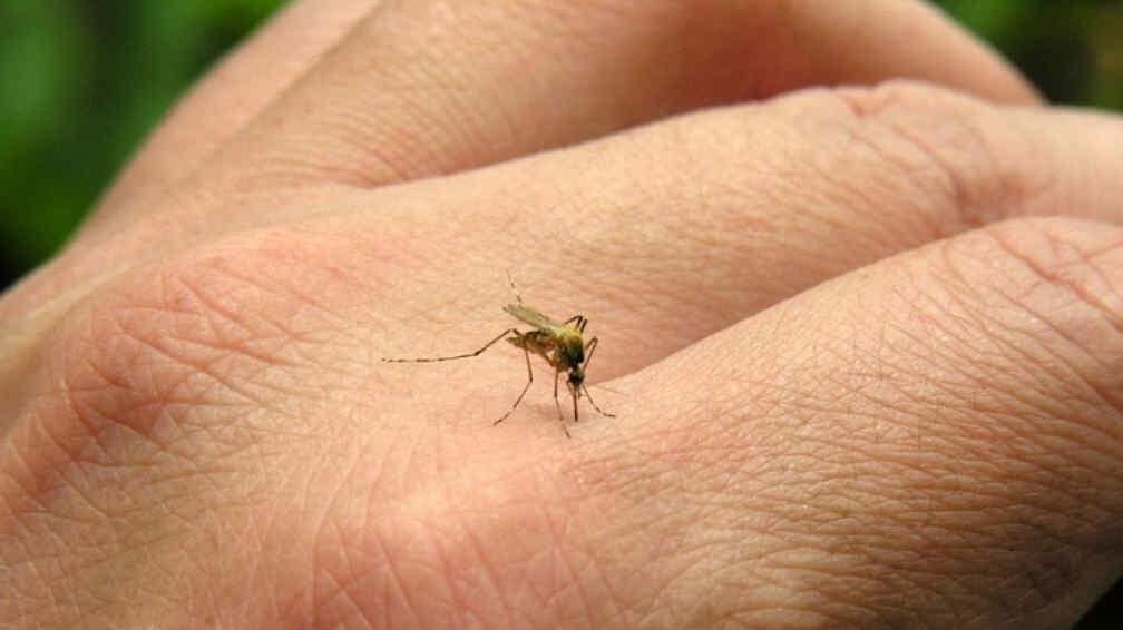 Chikungunya: confirman el primer caso exportado en Mendoza y el paciente se encuentra en buen estado. Foto: Archivo