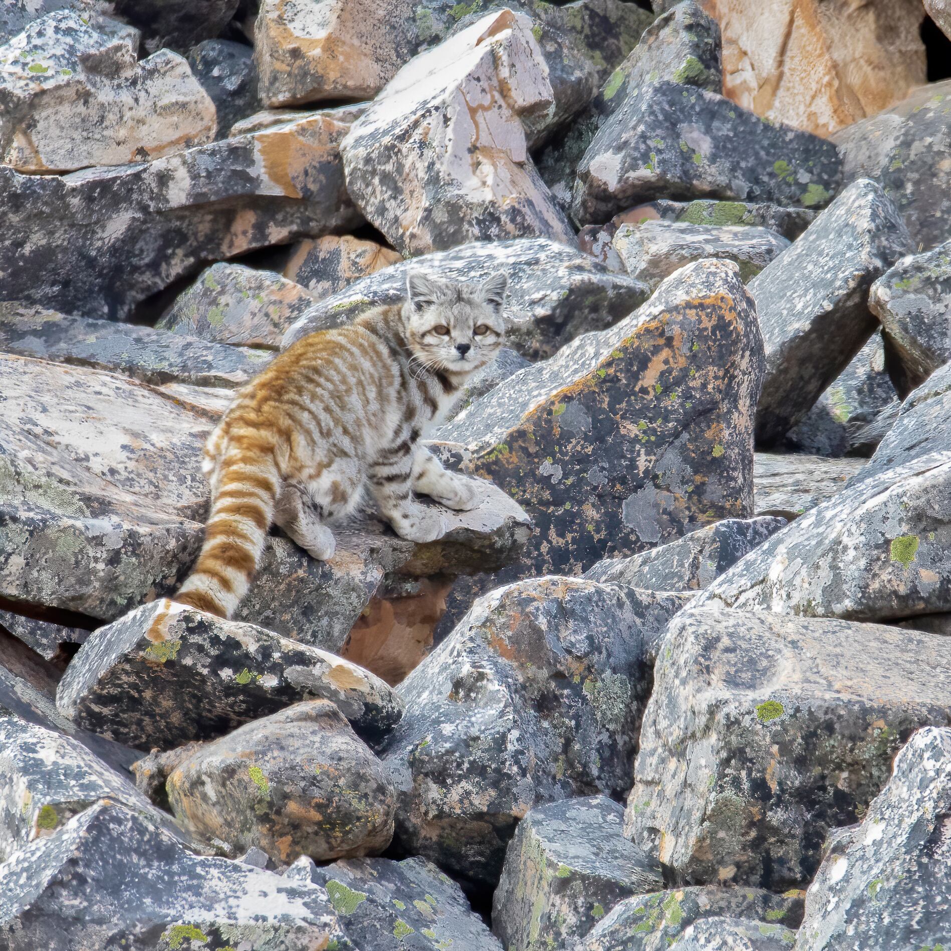 El gato andino, fotografiado por un cordobés que logró el hallazgo. (Fotos gentileza Hernán Rojo @hernán_rojo_)