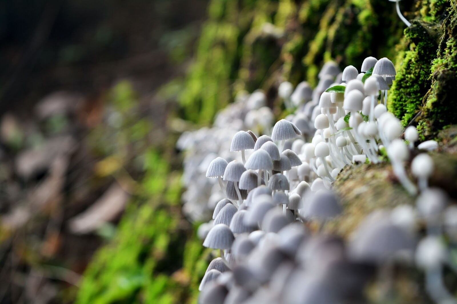 Hongos psilocibios