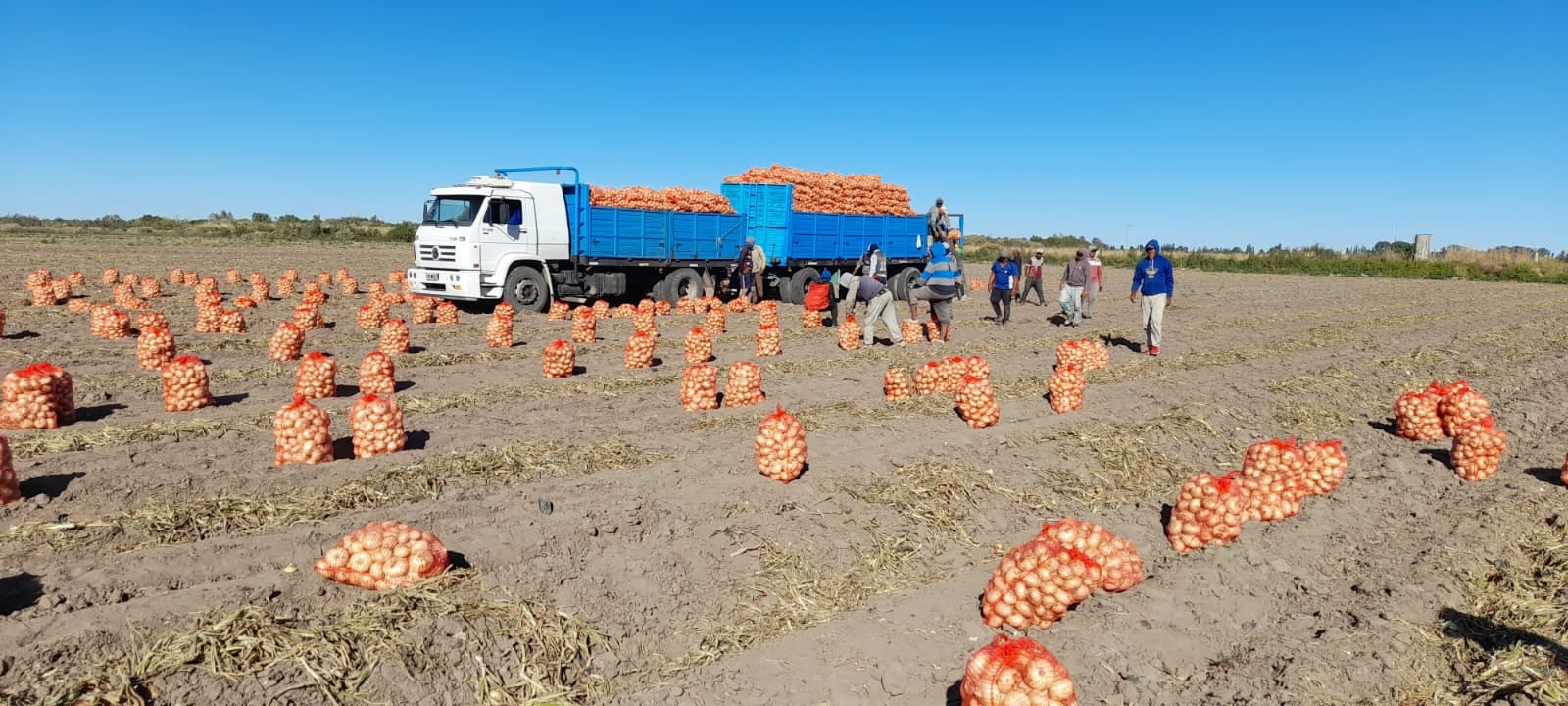 Cultivo de cebolla dulce en Mendoza. Fotos: Gentileza Agrícola Markalén