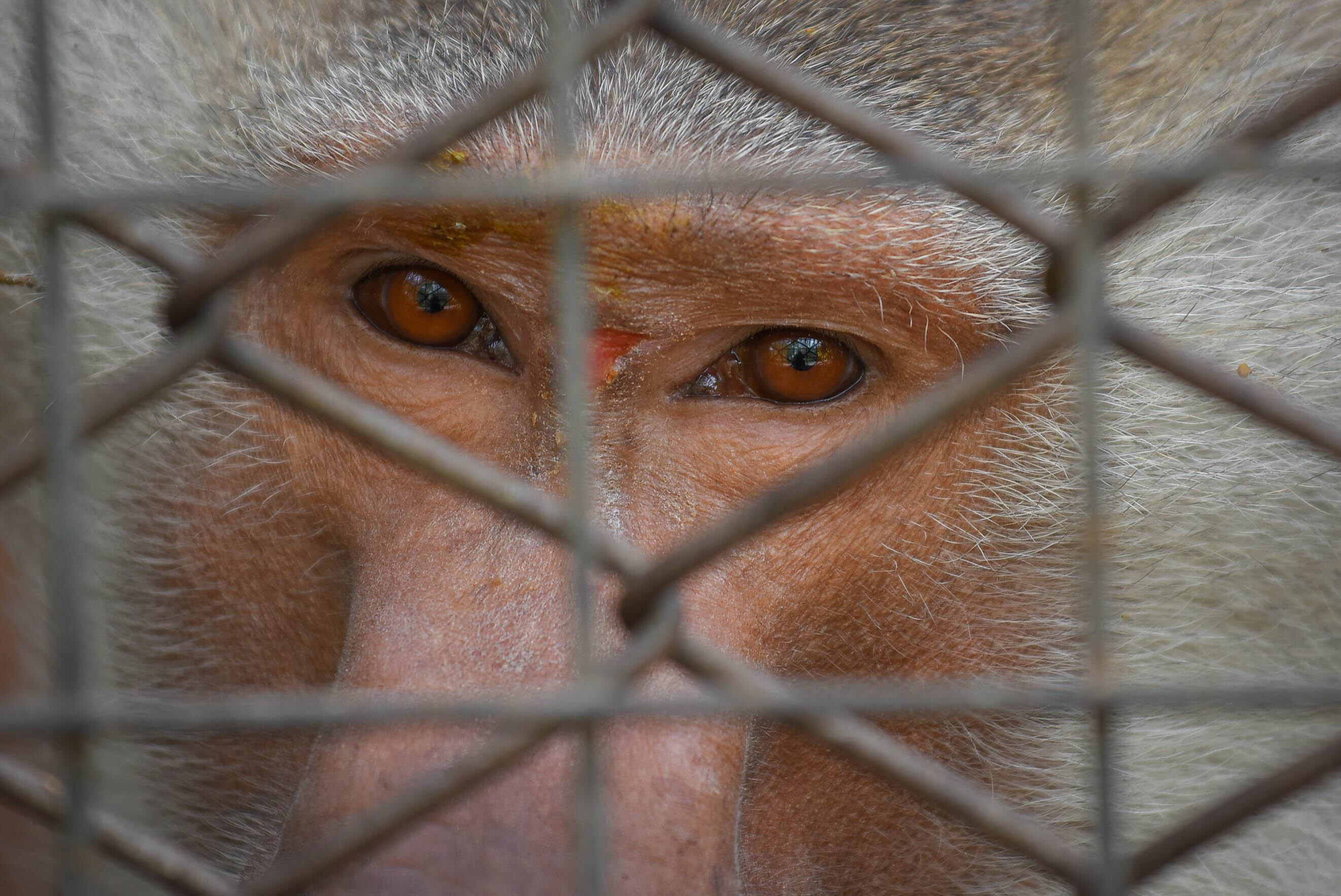 Ecoparque de Mendoza 
Jaula de los monos Papiones los cuales estan atravesando una superpoblación.
Mientras se esperan las obras en el actual Ecoparque algunos animales continuan en el ex zoo de Mendoza  Foto: Claudio Gutiérrez 
