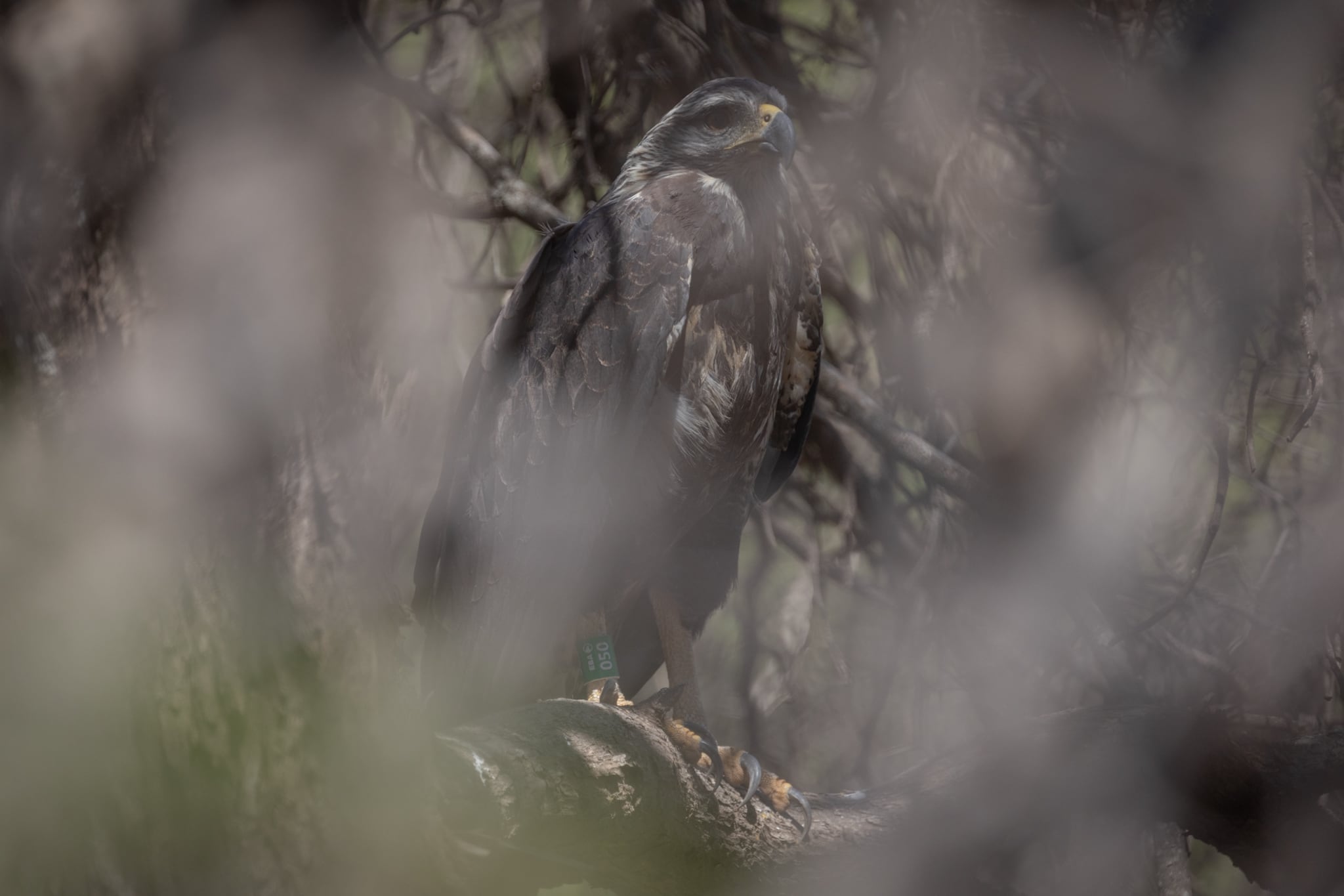 Fotos y video: así fue la emotiva liberación del águila rescatada al borde de la muerte hace un año. Foto: Gentileza Dirección de Recursos Naturales Renovables de Mendoza.