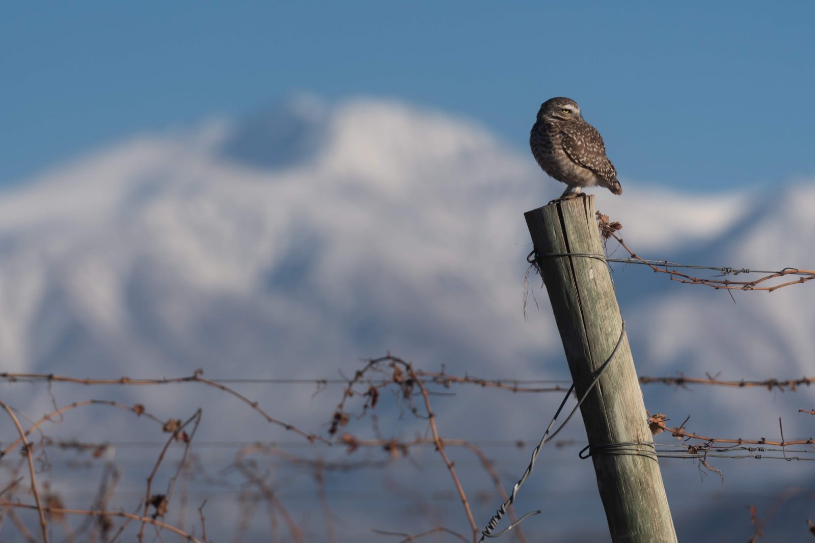 Un lechuzo reposa en una finca de Agrelo foto: Ignacio Blanco