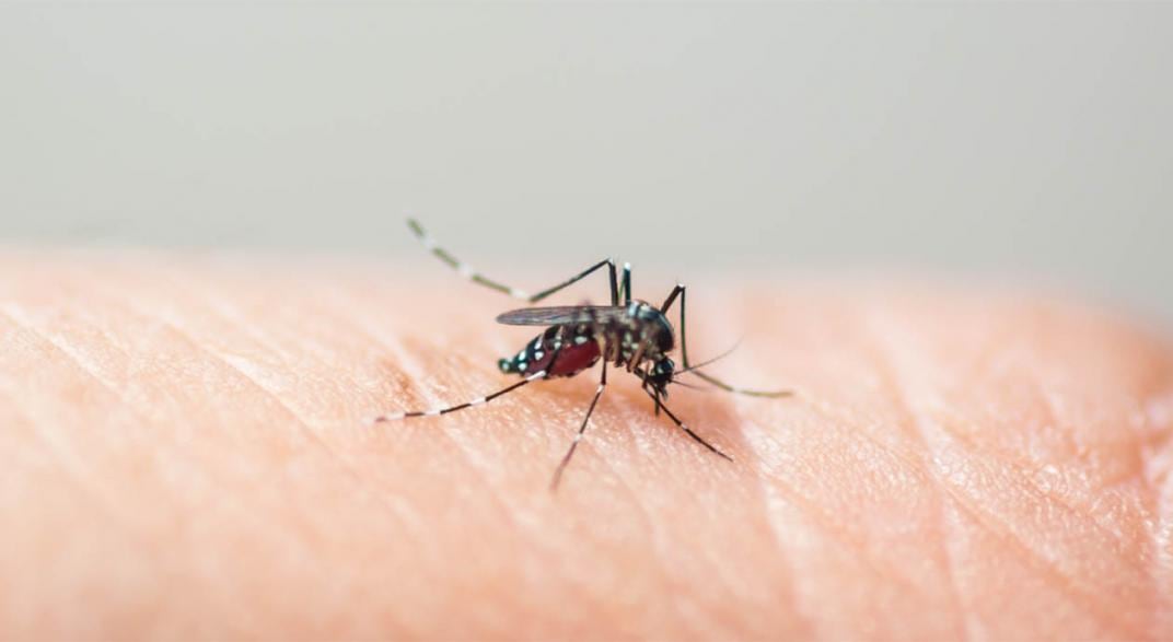 El dengue es una enfermedad viral transmitida por la picadura del mosquito Aedes aegypti. / Sanatorio Allende