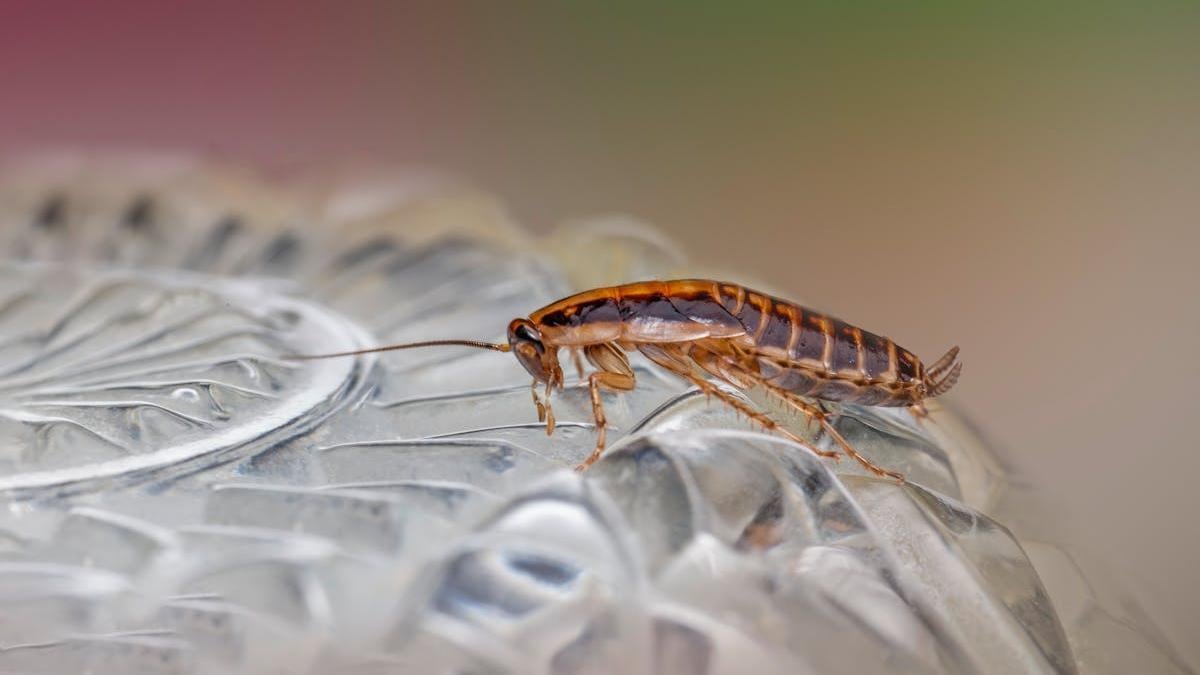 Así se pueden eliminar y espantar estos insectos.