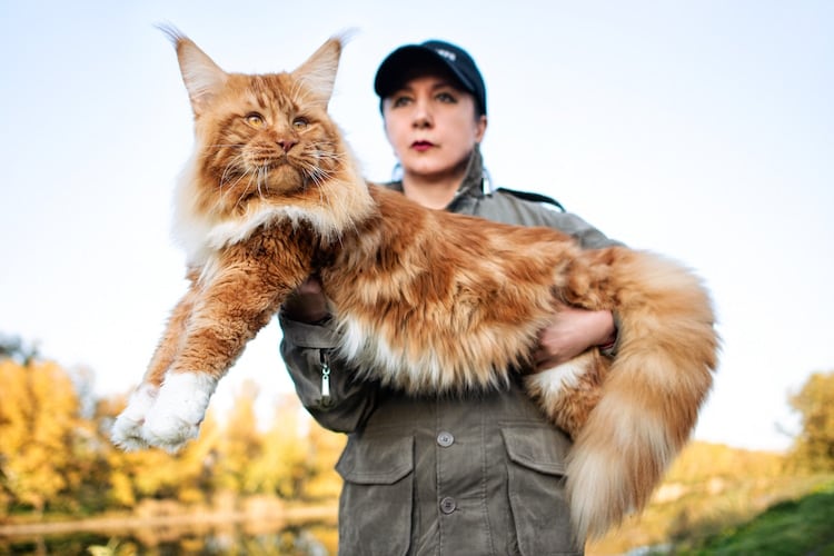 Los felinos fueron vendidos a sus nuevos dueños a 29 libras esterlinas cada uno. Foto: Web