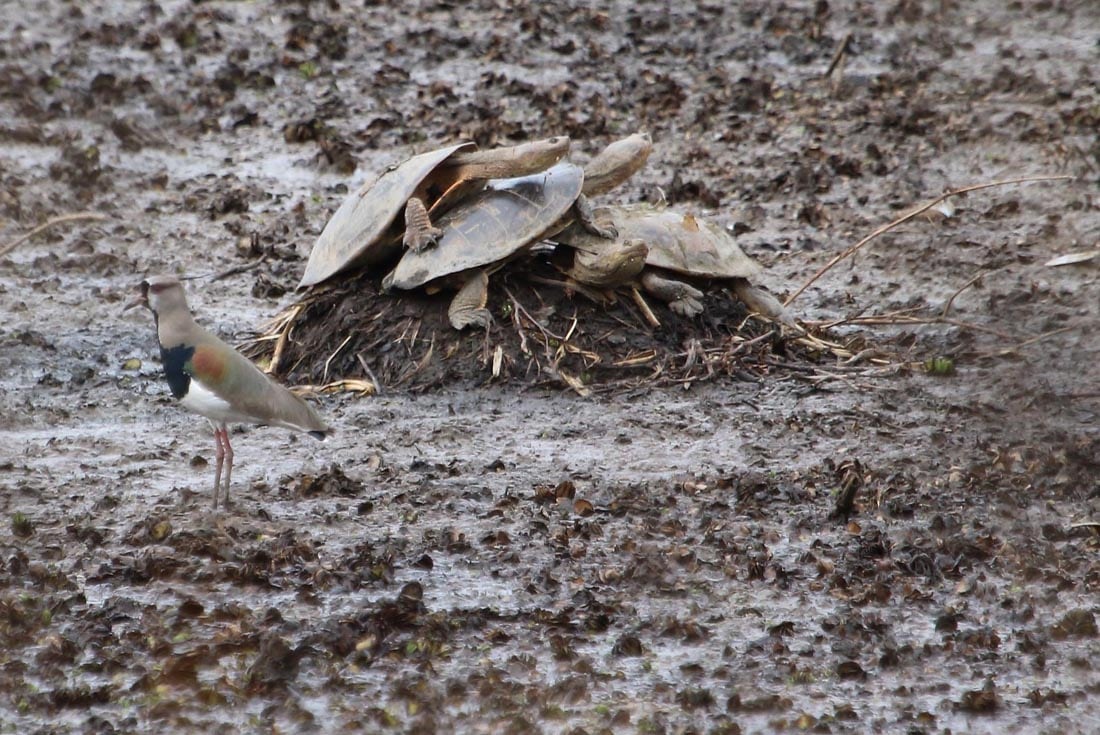 Miles de peces muertos y una población de tortugas acuáticas diezmada es el panorama que se observa en lagunas internas en el humedal del Delta del Paraná, frente a Rosario.