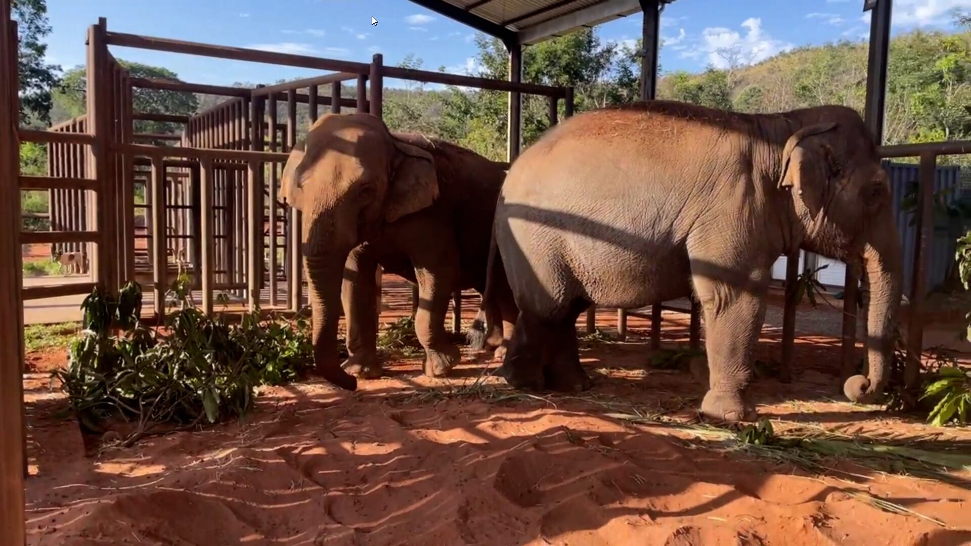 Pocha y Guillermina ya están en el santuario de Mato Grosso